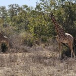 Kordofan giraffe