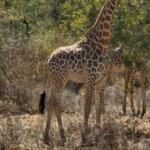 Kordofan giraffe