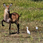 Waterbuck with cattle egret