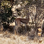 Red-fronted gazelle