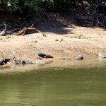 West African crocodiles