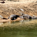 West African crocodile