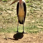 Marabou stork
