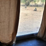 Olive baboon out bungalow window