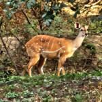 Bushbuck