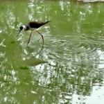 Blackwinged stilt