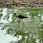 Blackwinged stilt