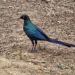 Long tailed glossy starling