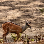 Bushbuck