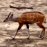 Bushbuck