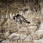 Large spotted gennet