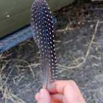 Guinea feather