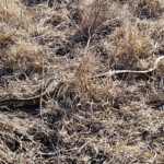 Central African python