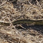 Central African python