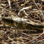 Central African python