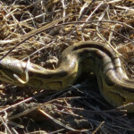 Central African python