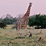 Kordofan giraffe