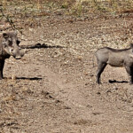 Warthogs