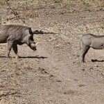Warthogs