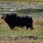 Buffalo and cattle egrets