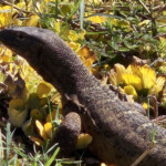 Monitor lizard