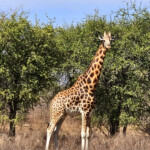 Kordofan giraffe