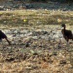Abyssinian ground hornbill