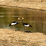 Black crowned crane