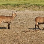 Defassa waterbuck
