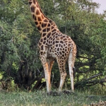 Kordofan giraffe