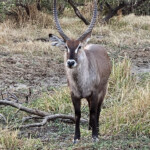 Defassa waterbuck