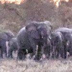 Zakouma elephants