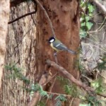 Great tit