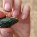 Sternocera jewel beetle