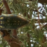 Sternocera jewel beetle