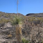 Yucca