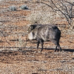 Javalina