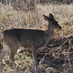 Coues' Whitetail