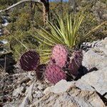 Purple Opuntia