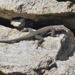 Mountain Spiny Lizard