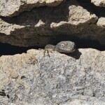 Mountain Spiny Lizard