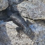Mountain spiny lizard