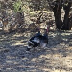 Turkeys and Coues' Deer