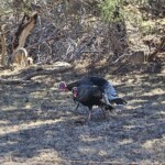 Turkeys and Coues' Deer