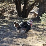 Turkeys and Coues' Deer