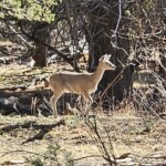 Coues' Deer