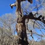 Dead cottonwood
