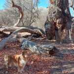 Elfie and dead cottonwood
