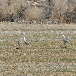 Sandhill Cranes