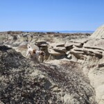 Puppies in the BIsti